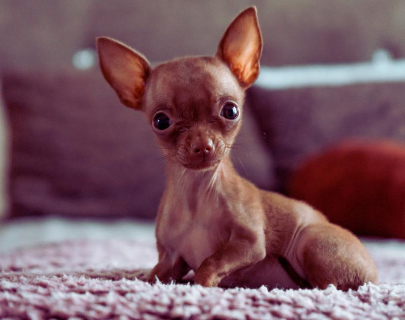 A história do chihuahua o menor cachorro do mundo