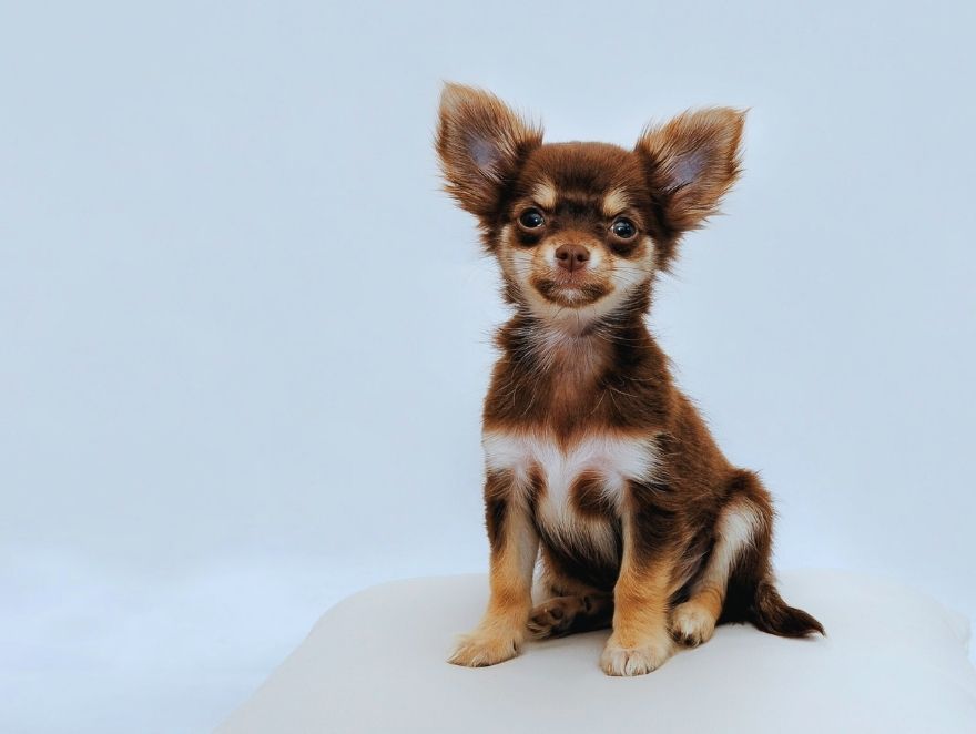 Como tirar o cheiro de xixi de cachorro