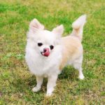 Chihuahua expectativa de vida