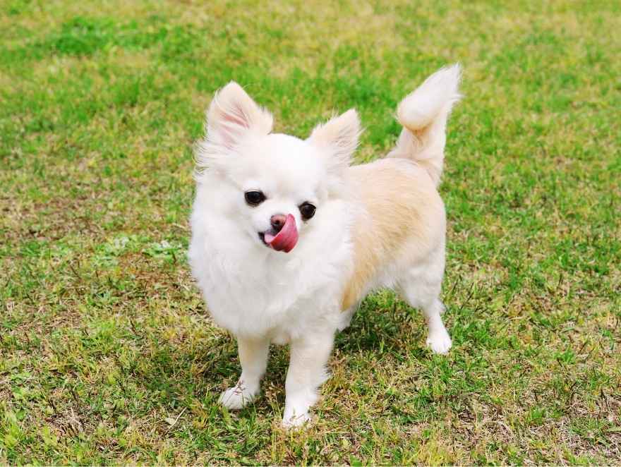 Chihuahua expectativa de vida