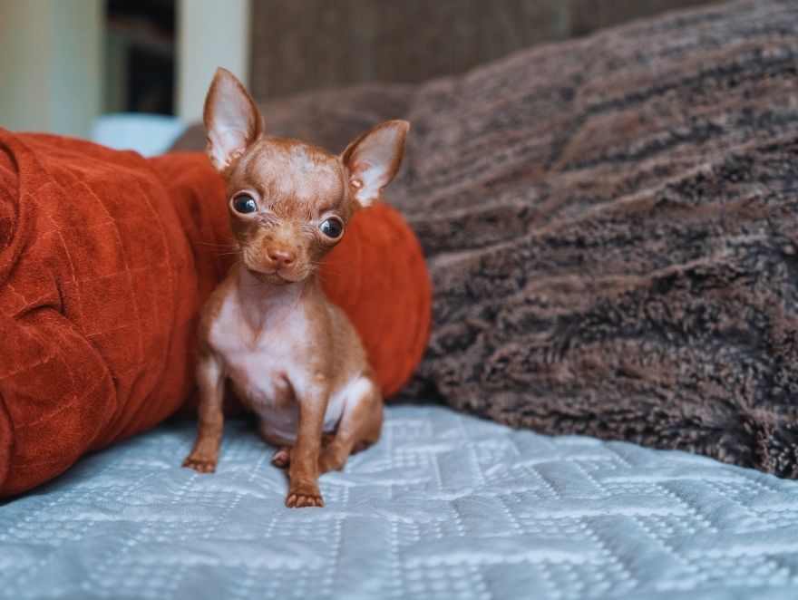 Chihuahua tamanho 0