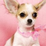 Chihuahua tamanho: quanto ele cresce?