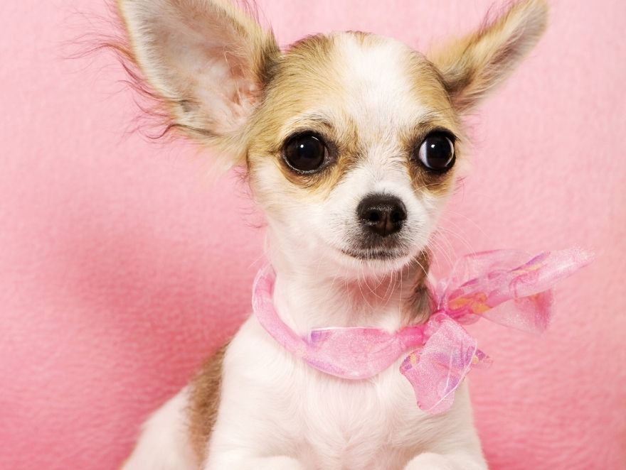 Chihuahua tamanho: quanto ele cresce?