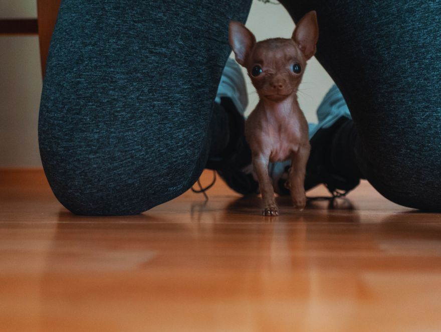 Chihuahua tamanho