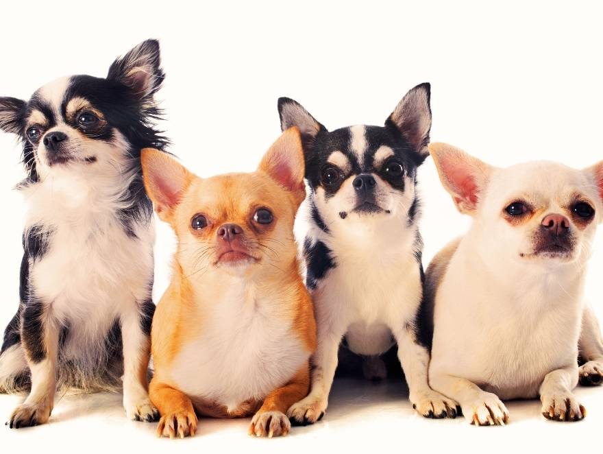 Como é o chihuahua Tamanho, cores e quanto tempo ele vive