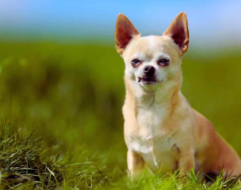 Como fazer cachorro parar de latir