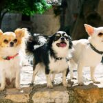 Como é um chihuahua