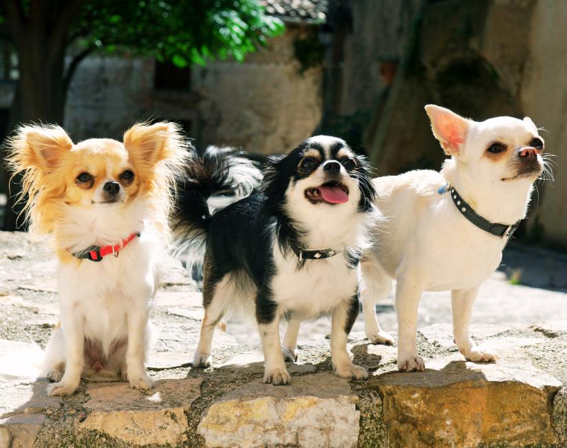 Como é um chihuahua