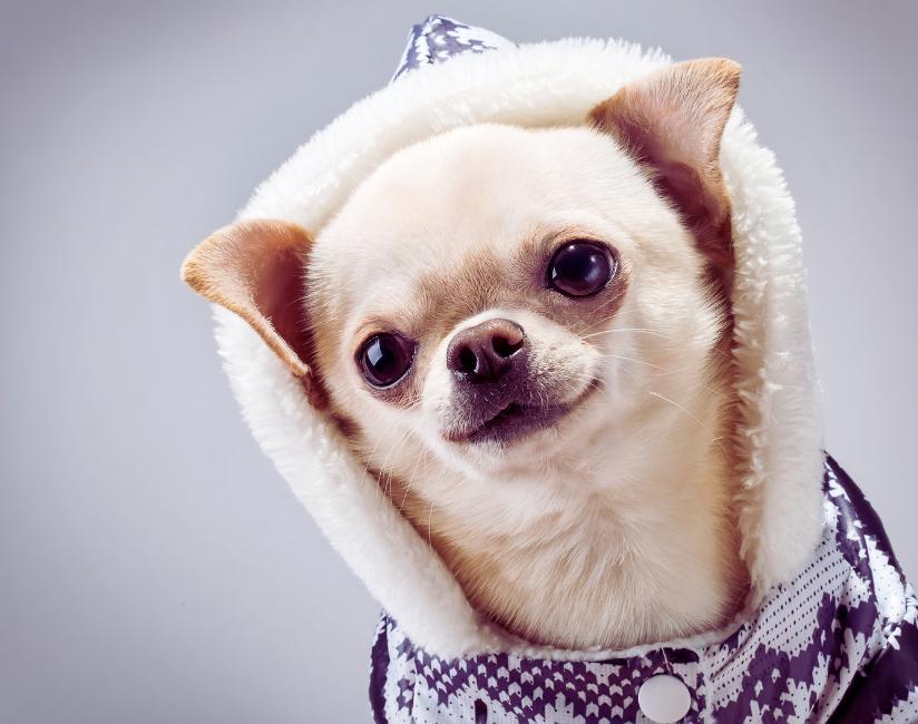Como fazer o cachorro parar de latir e por que os chihuahuas latem tanto?