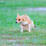 Como tirar o cheiro de xixi de cachorro: um guia completo