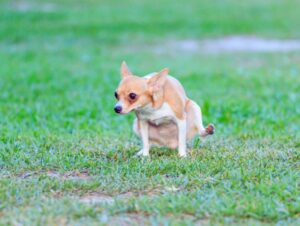 Como tirar o cheiro de xixi de cachorro: um guia completo