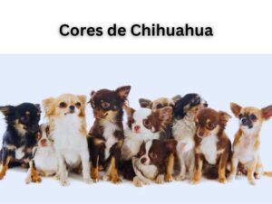Cores de Chihuahua