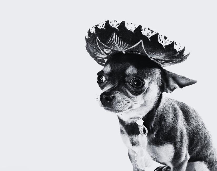 História do chihuahua e a cultura asteca