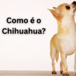Como é o chihuahua? Guia completo
