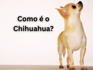 Como é o chihuahua? Guia completo